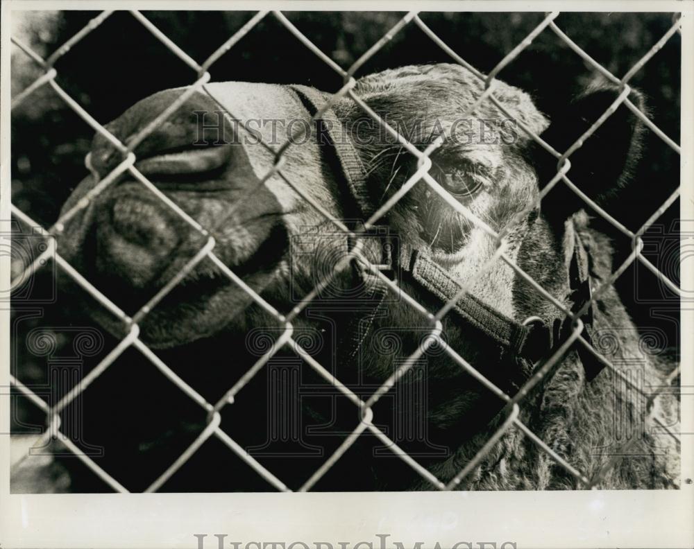 1977 Press Photo camel mistreated by circus trainer Otto Berosini - RSL66507 - Historic Images