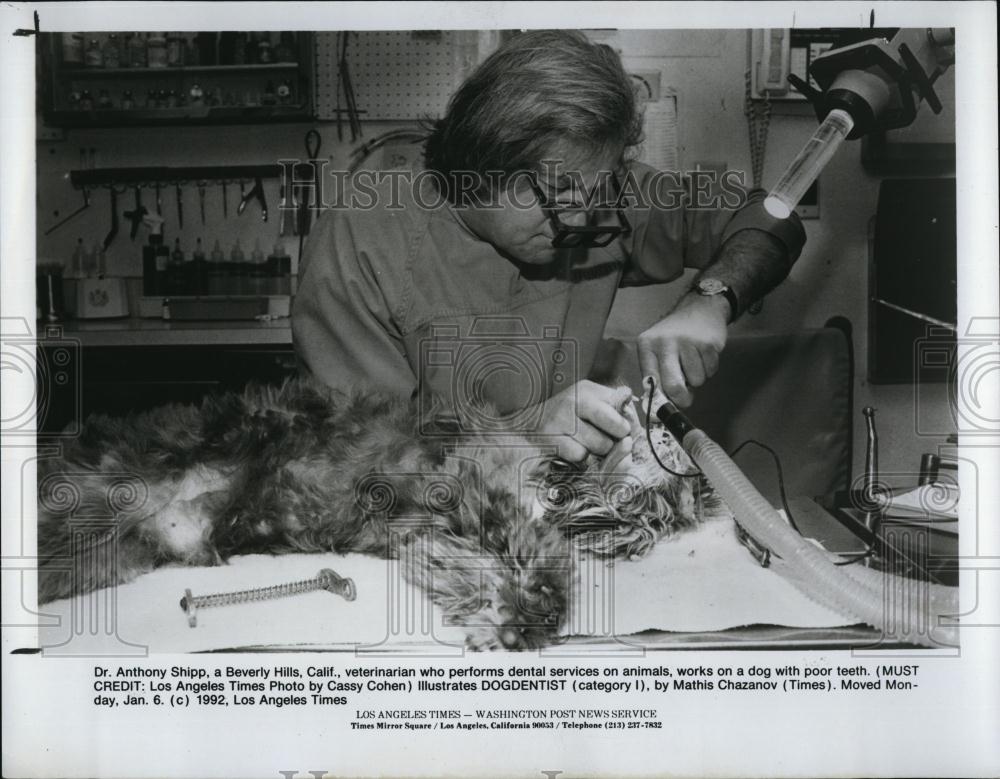 1992 Press Photo Dr Anthony D Shipp, vet doing dental work on a dog - RSL98523 - Historic Images