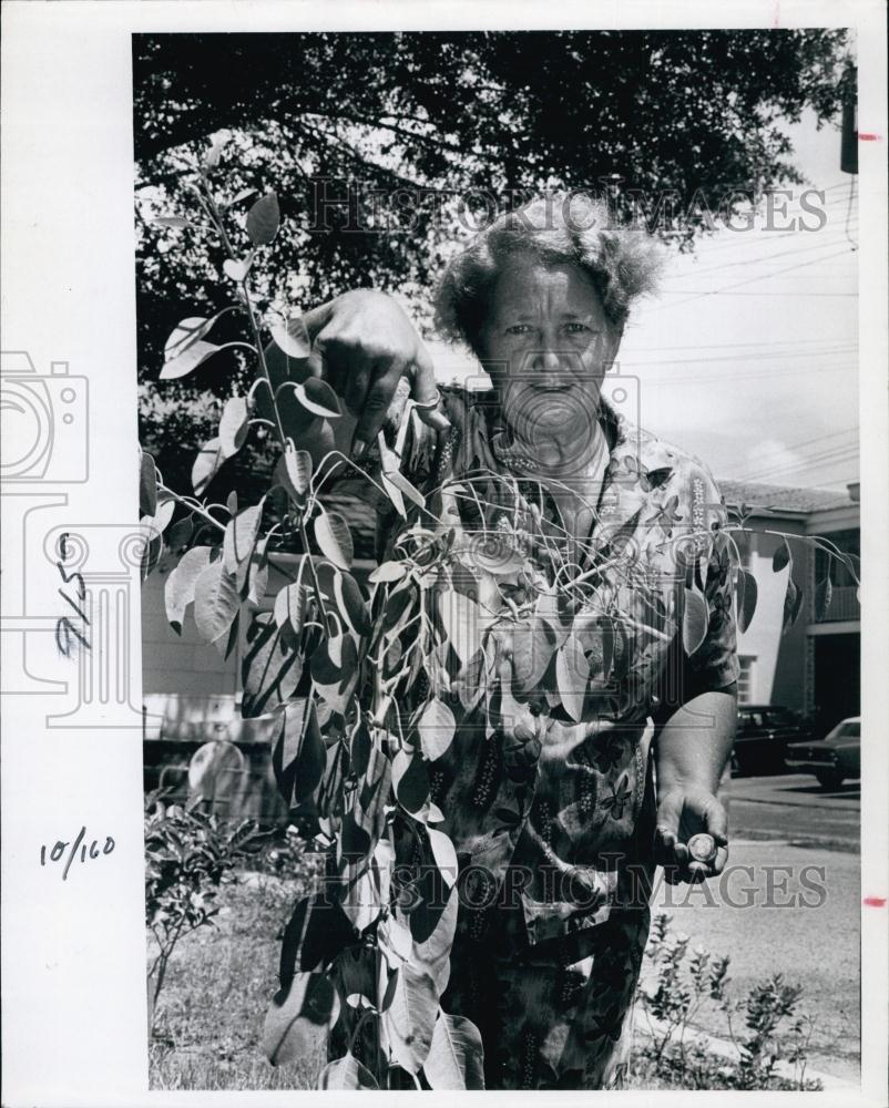 1966 Press Photo Miss Opal Catlin with mustard plant - RSL62937 - Historic Images