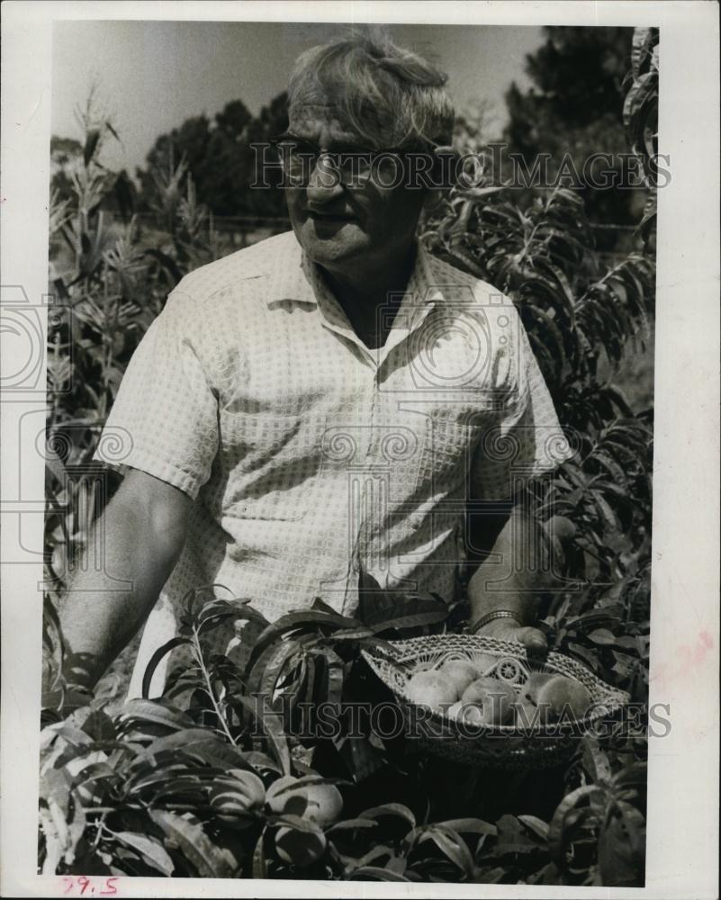 1966 Press Photo MrTheodore GTrocke, picking peaches, beans at their yard - Historic Images