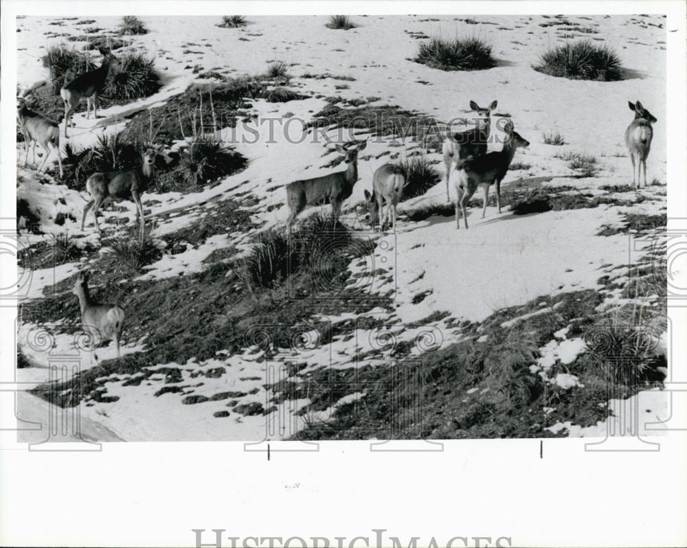 1987 Press Photo Wild Deer Graze Hillside MX Silo Cheyenne Wyoming Ed Mary - Historic Images