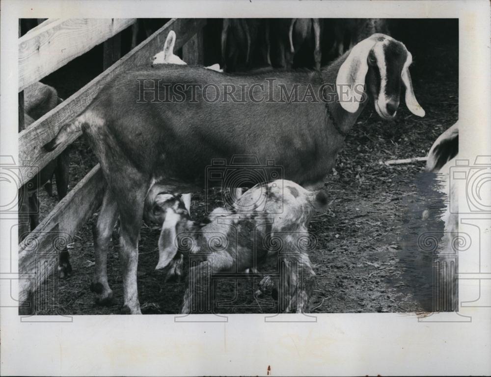 1974 Press Photo Nubian goat doe & her baby kid on farm - RSL96137 - Historic Images