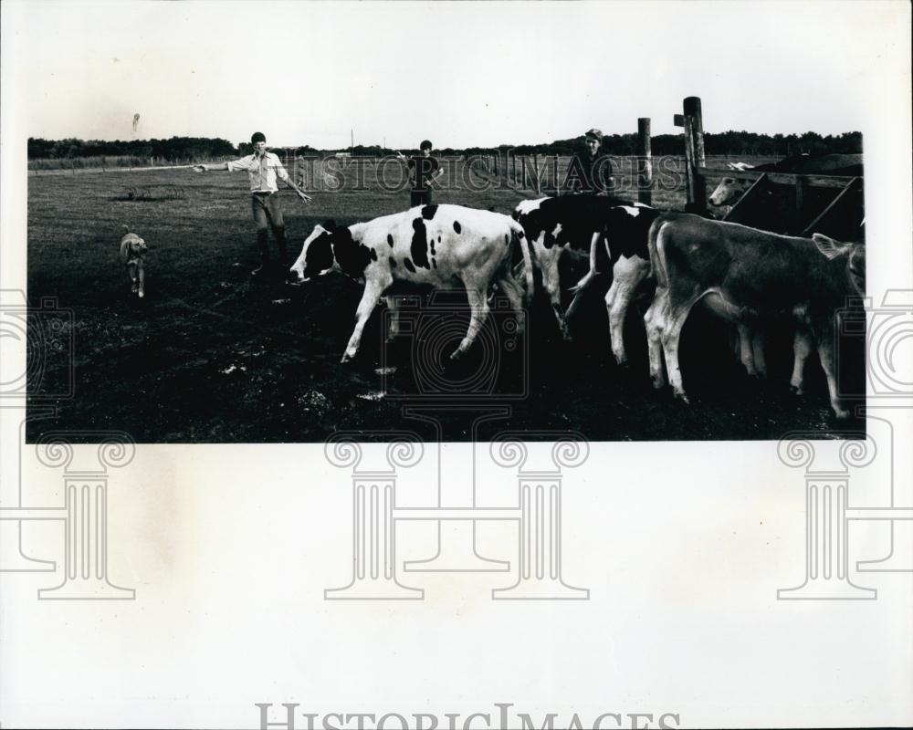 1970 Press Photo James Henderson &amp; Sons Teddie, Freddie &amp; Eddie Work Family Farm - Historic Images