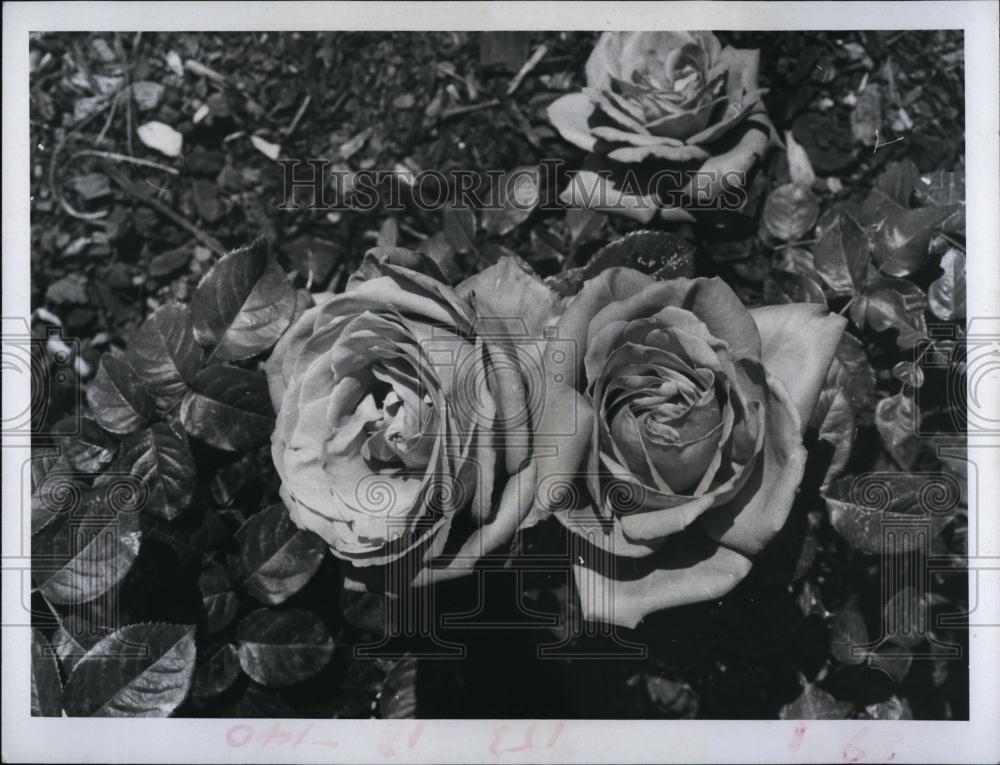 1971 Press Photo Roses - RSL98983 - Historic Images