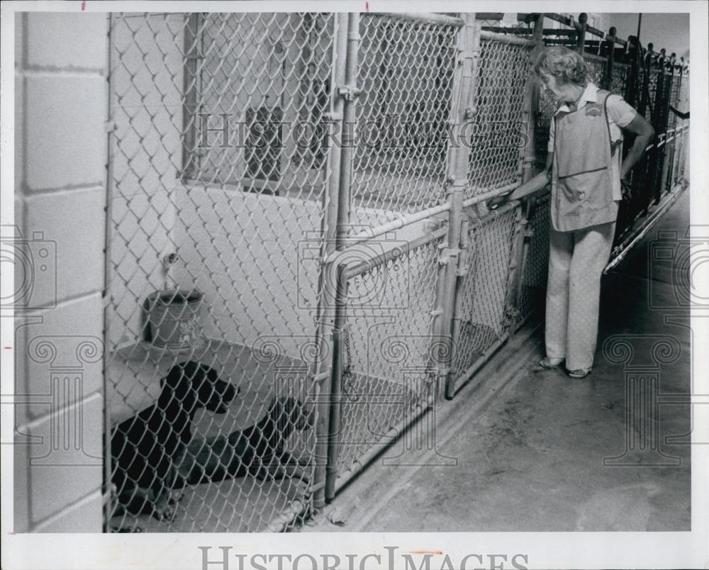 1976 Press Photo Kay Cardin Looks over puppy dogs middle Aged - RSL66791 - Historic Images