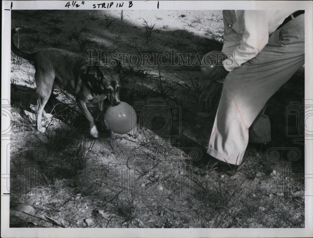 1962 Press Photo Dog Julie Holds A Balloon In Teeth Near Professor Daniel Zaret - Historic Images