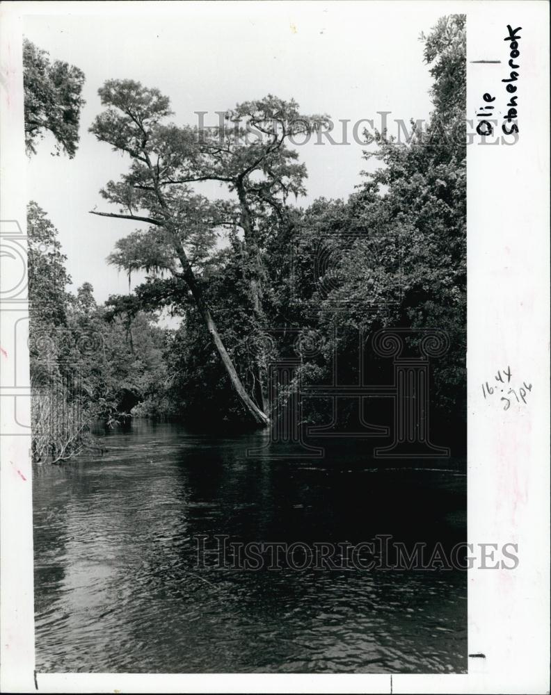 1984 Press Photo Weeki Wachee River, Citrus County, Florida - RSL65043 - Historic Images