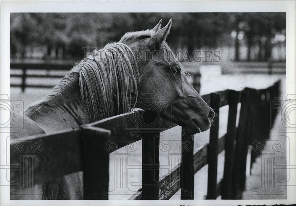 1985 Press Photo Chales Evans Horse dentist dental tooth care - RSL96911 - Historic Images