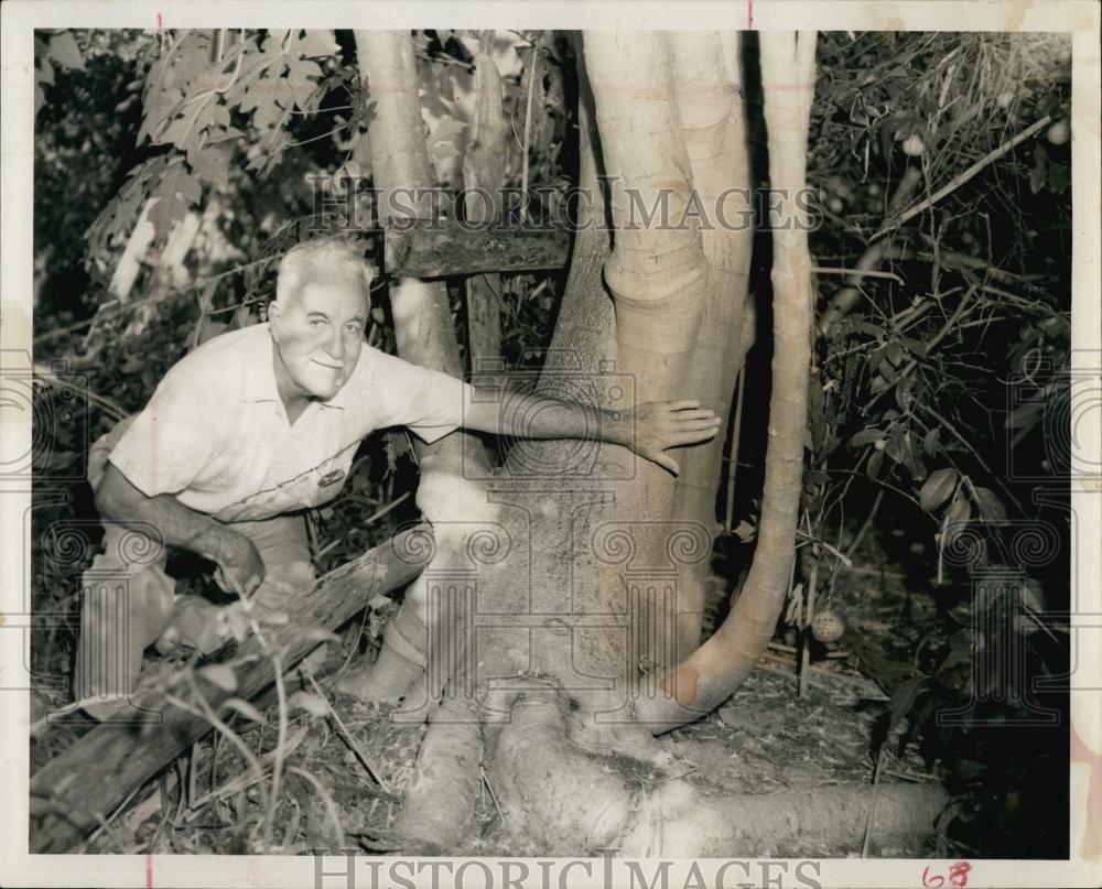 1957 Press Photo Botanist James Orr, Papaya Tree, Forestry, Florida - RSL66929 - Historic Images