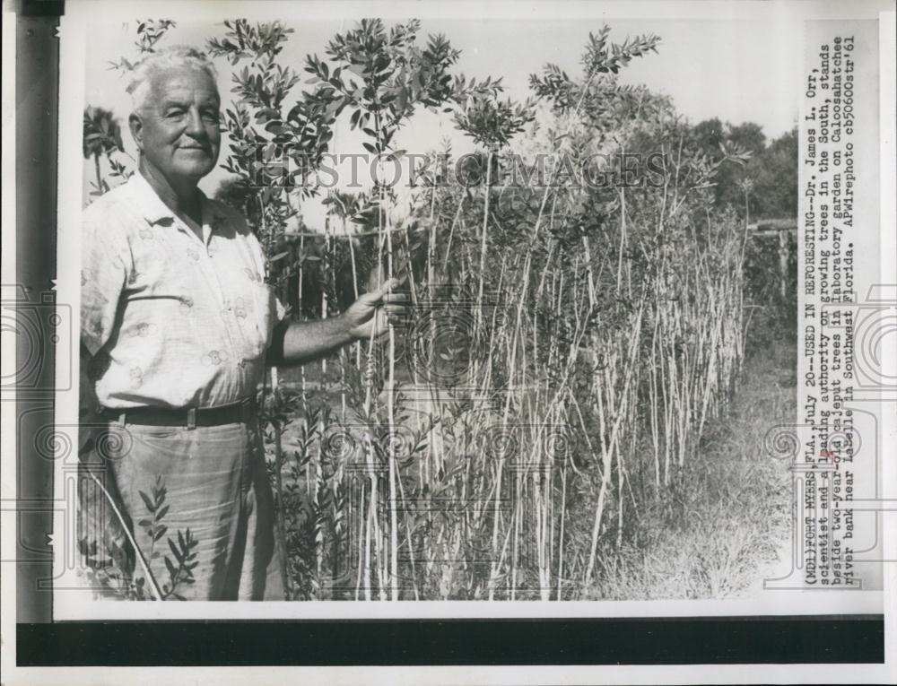 1961 Press Photo Dr James L Orr, Scientist, Cajeput Trees, Caloosahatchee River - Historic Images