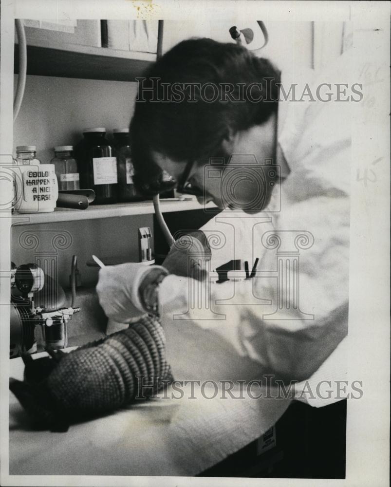 1977 Press Photo Dr Morris Potter, Veterinarian - RSL91941 - Historic Images