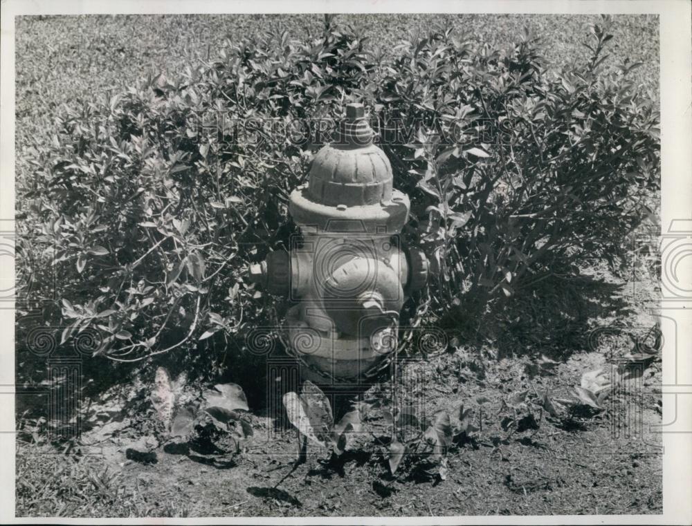 1960 Press Photo A fire hydrant among the flowers in Florida - RSL69489 - Historic Images