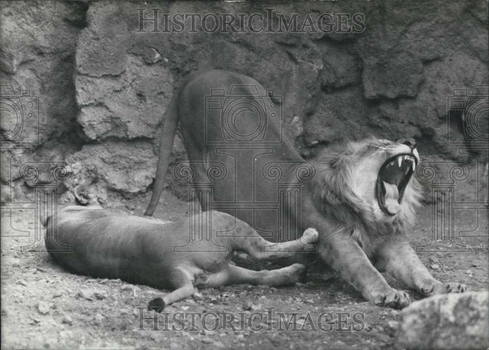 1958 Press Photo Lions In Exhibit At Vincennes Zoo - Historic Images