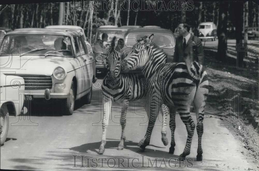 1968 Press Photo African Reserve Paris Zebras Walking Among Car Traffic - Historic Images