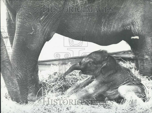 1965 Press Photo Baby Elephant Under Mother Paris Vincennes Zoo - Historic Images