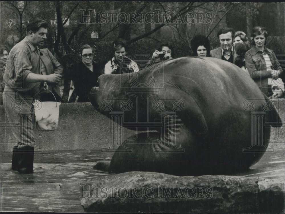 1978 Press Photo Sea Cow Performing Show For Berlin Zoo Crowd - Historic Images