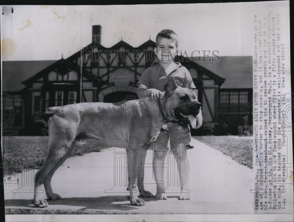 1963 Press Photo surgery age 3 Flint Hunter boxer Beauregard No 2 - RSL86545 - Historic Images