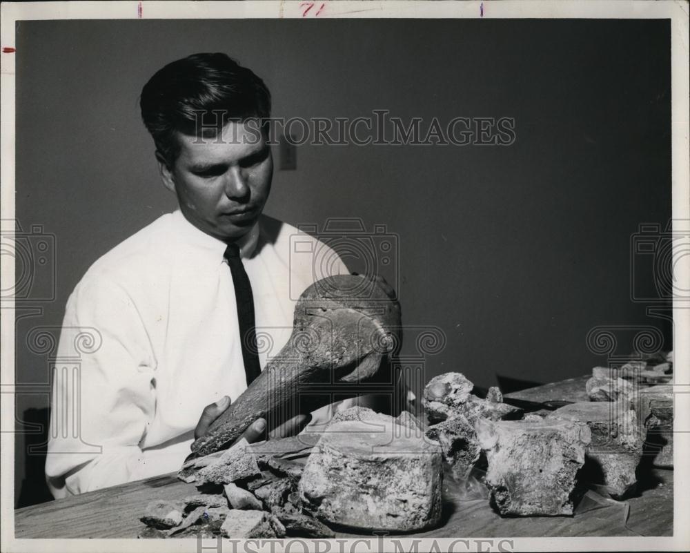 1965 Press Photo William J Kennedy of Fla State U &amp; giant sloth remains - Historic Images