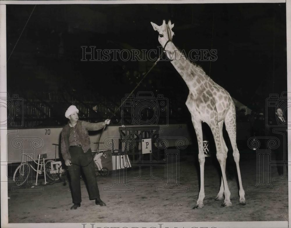 1938 Press Photo Famous Giraffe Jenny With Zoo Keeper - nea16561 - Historic Images