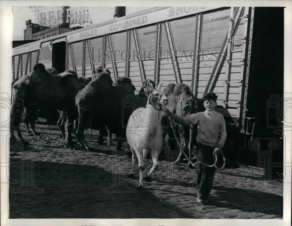 1945 Press Photo Madison Square Garden, Ringling Bros. Circus animals - Historic Images