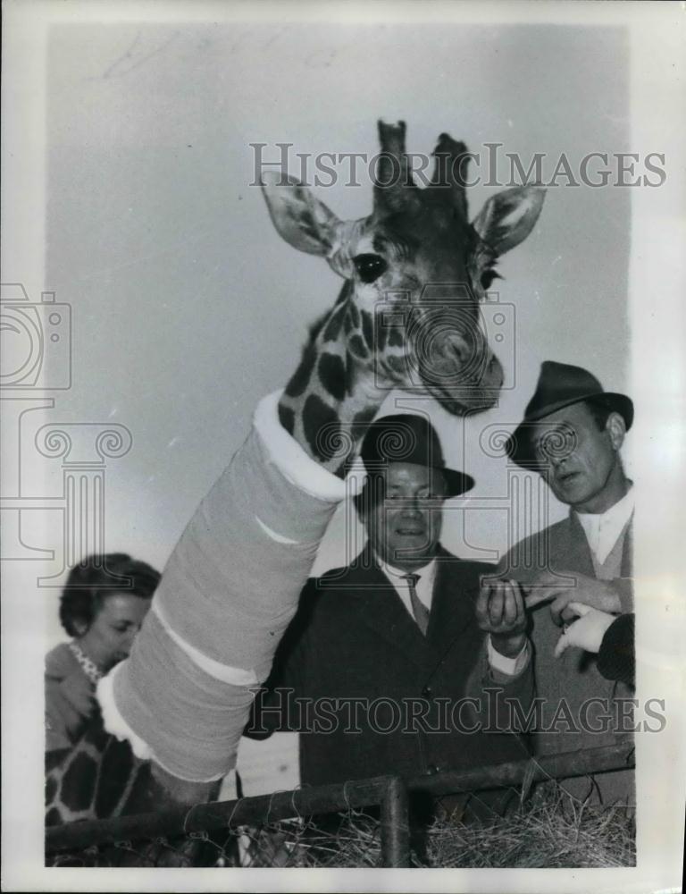 1957 Press Photo Koblenz germany Gerti Giraffe - nea17114 - Historic Images
