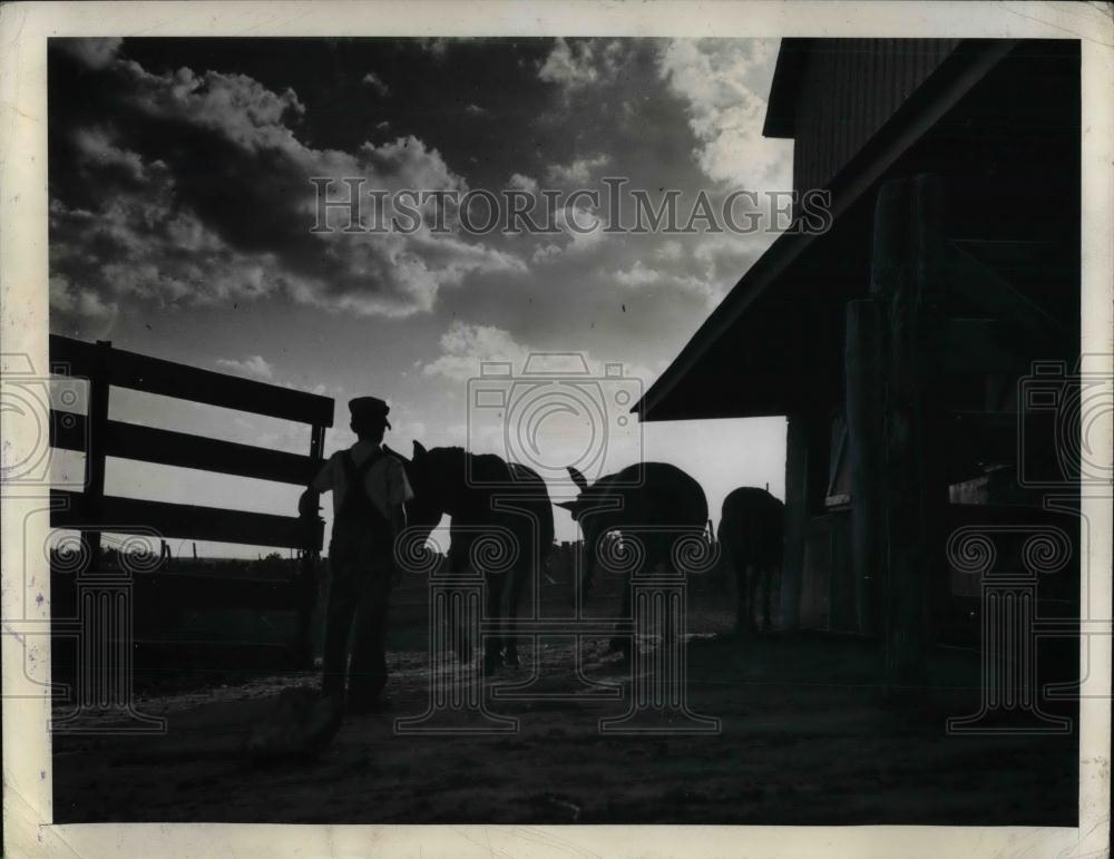 1941 Press Photo Lester Drives Mules to Barn at dark - nea21124 - Historic Images