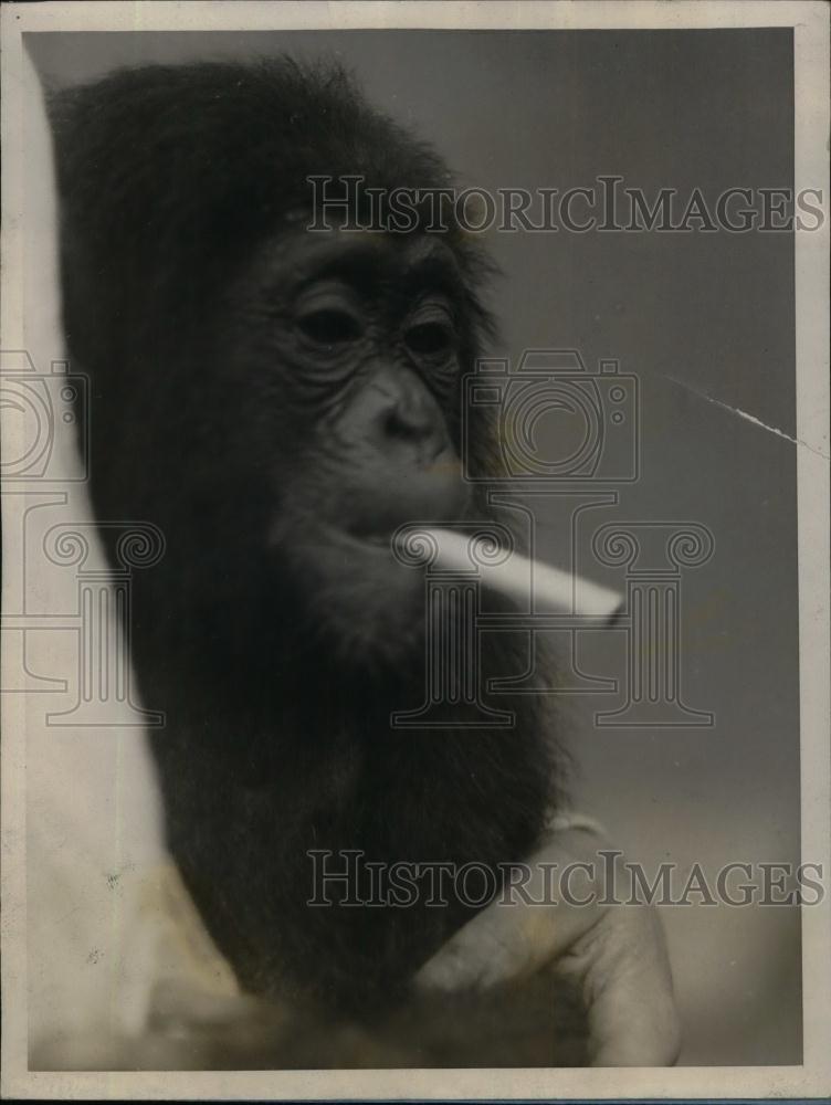 1928 Press Photo &quot;Chip&quot; arrives in Boston on the S. S. Otho - nea25661 - Historic Images