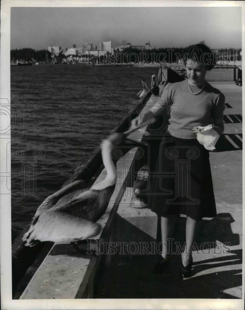 1941 Press Photo Genevieve M Burk feeding pelicans in St Petersburgh, Fla. - Historic Images