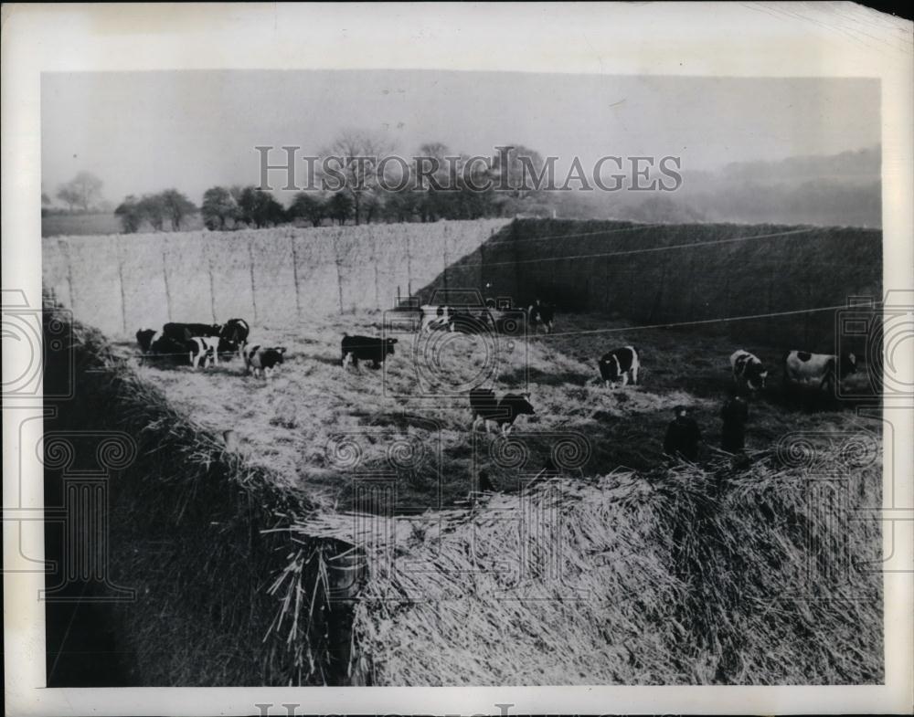 1943 Press Photo W Alexander Of Eynsford, Kent Constructed Straw Cattle Yard - Historic Images