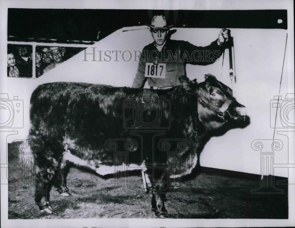 1956 Press Photo Dick Sour, Chief Beef Cattle Heardsman, &quot;P. S. Troubador&quot; - Historic Images