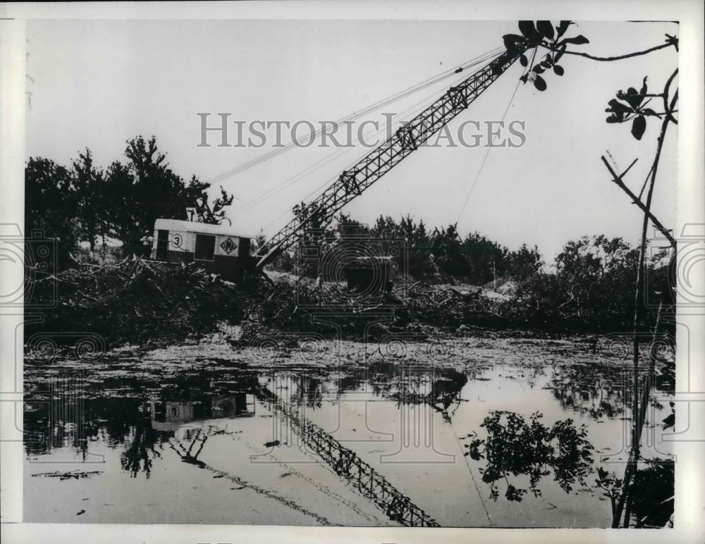 1941 Press Photo Long Bird Island Huge Dragline Mangrove Swamp - nea20805 - Historic Images