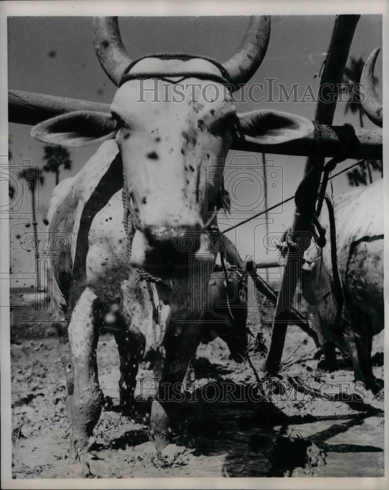 1958 Press Photo Oxen pulling a plow in muddy rice paddies in Asia - nea23857 - Historic Images
