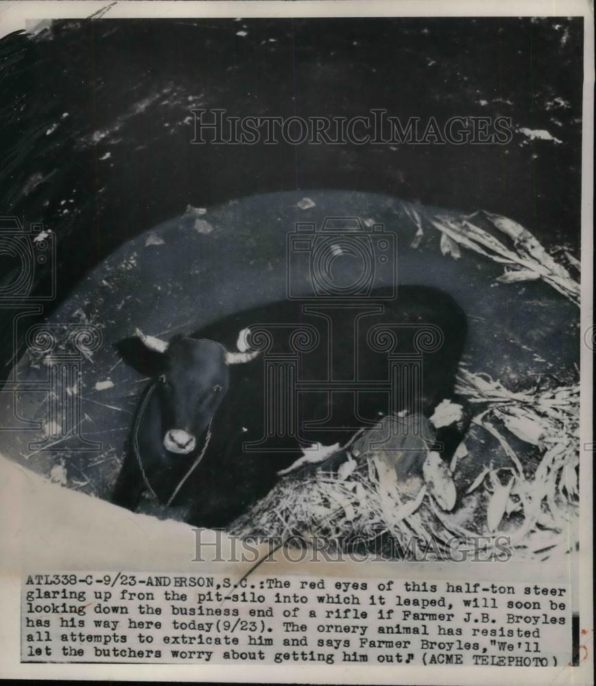 1949 Press Photo Farmer J B Broyle's steer in pit-silo resists rescue - Historic Images