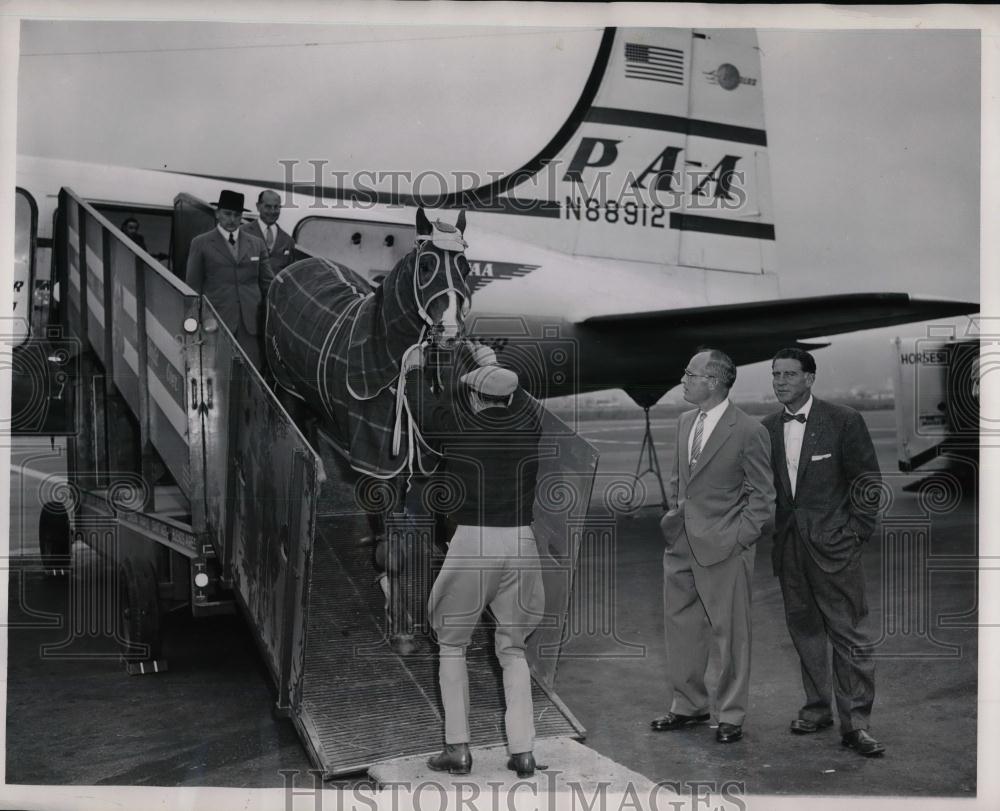 1962 Press Photo Argentine Race Horses Being Taken Off Plane In San Francisco - Historic Images
