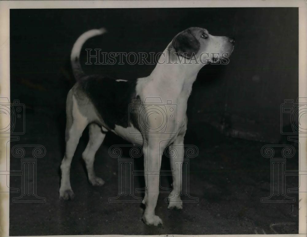 1939 Press Photo Speaker English Bred Fox Houd Boughlinton Pa - nea24733 - Historic Images