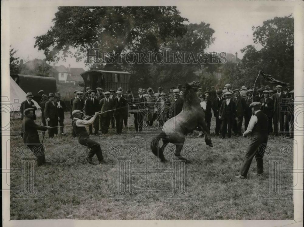 1927 Press Photo Barnet Fair Spirited Pony - nea27348 - Historic Images
