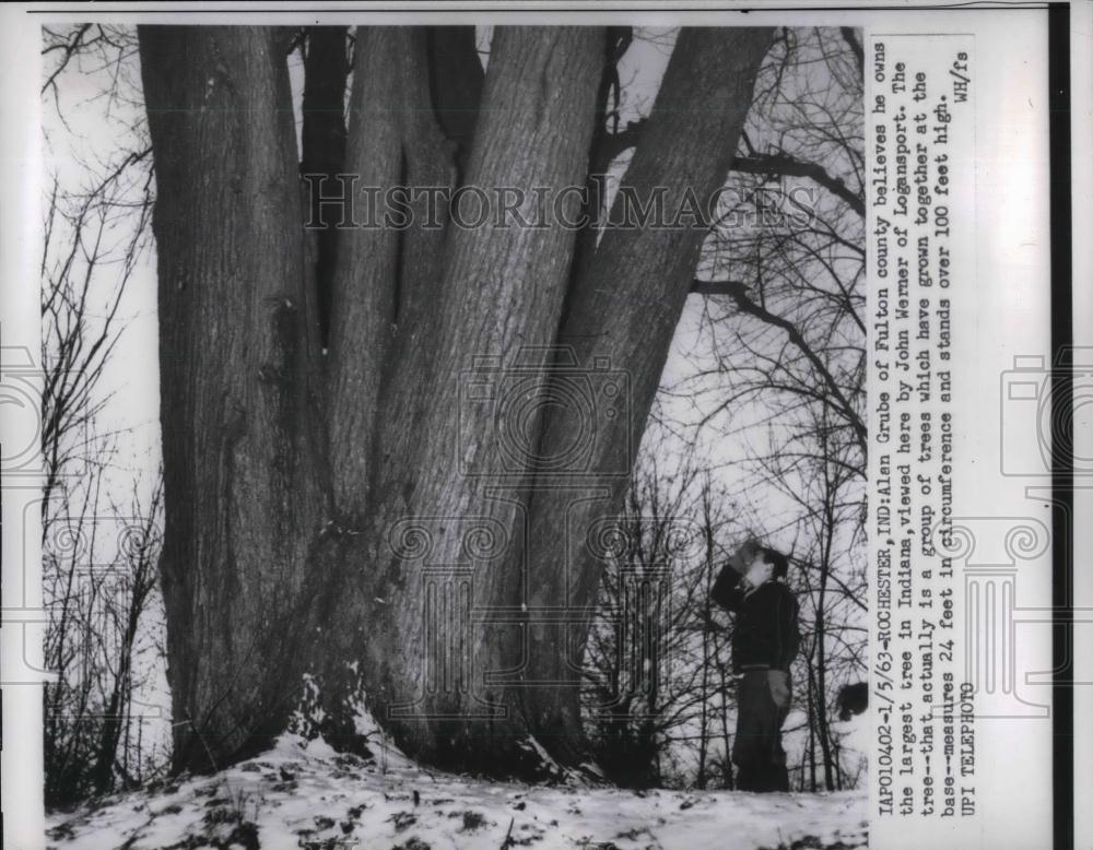 1963 Press Photo John Werner &amp; a tree in Rochester, Indiana - nea21216 - Historic Images