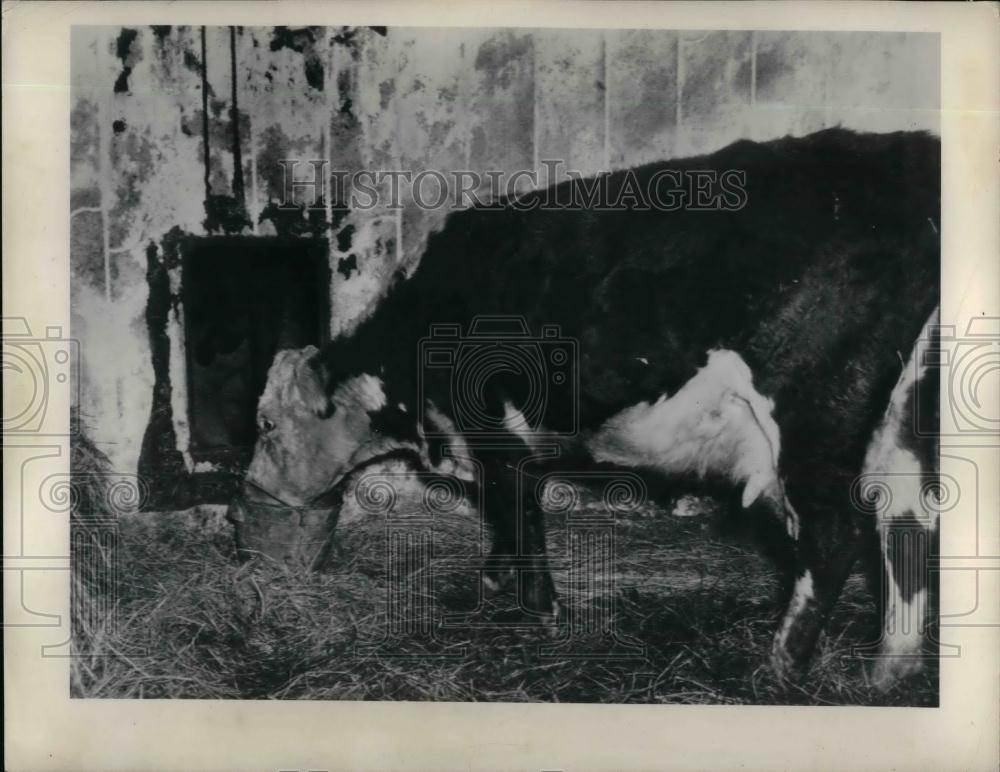 1949 Press Photo $1,000 Dollar Cow that Jumped into Silo - nea20257 - Historic Images