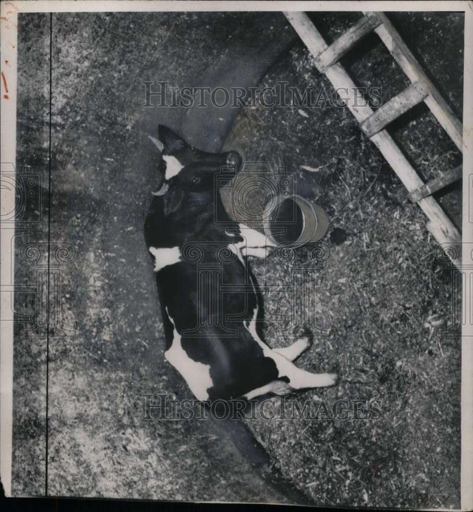 1949 Press Photo A holstein cow on afarm - nea20146 - Historic Images