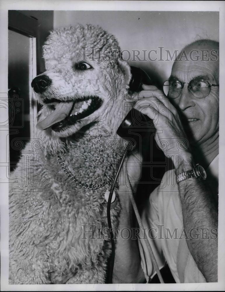 1959 Press Photo Poodle Snowball owned by Singer Eartha Kitt - nea22041 - Historic Images