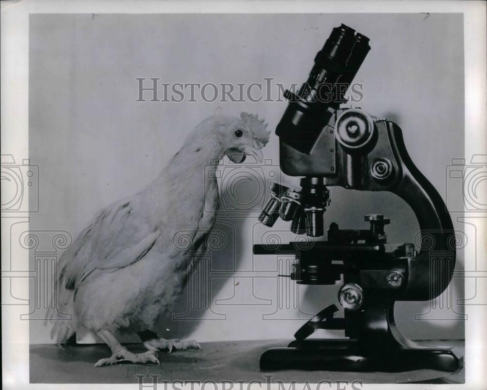 1954 Press Photo Hen Suffers From Atheroscleros After Three Weeks On Diet - Historic Images