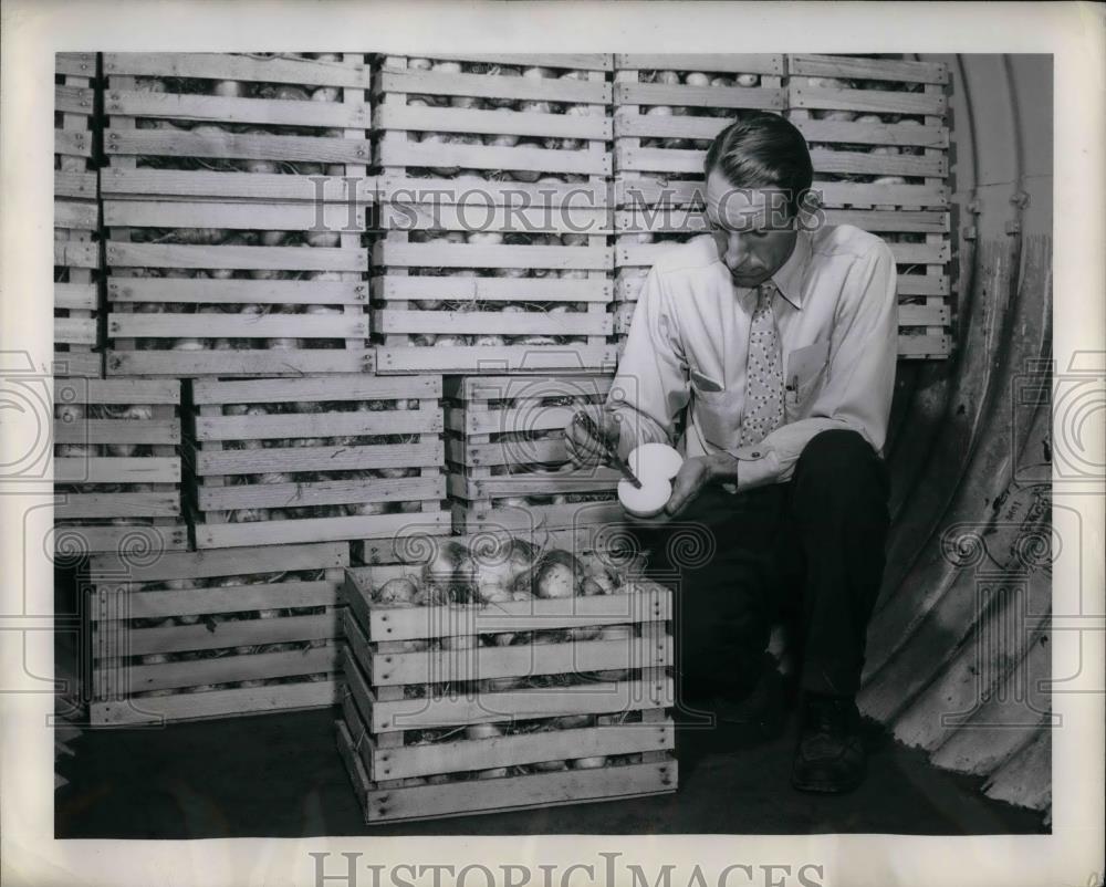 1944 Press Photo William Lyons, of Firestone, with harvest in bomb shelter - Historic Images