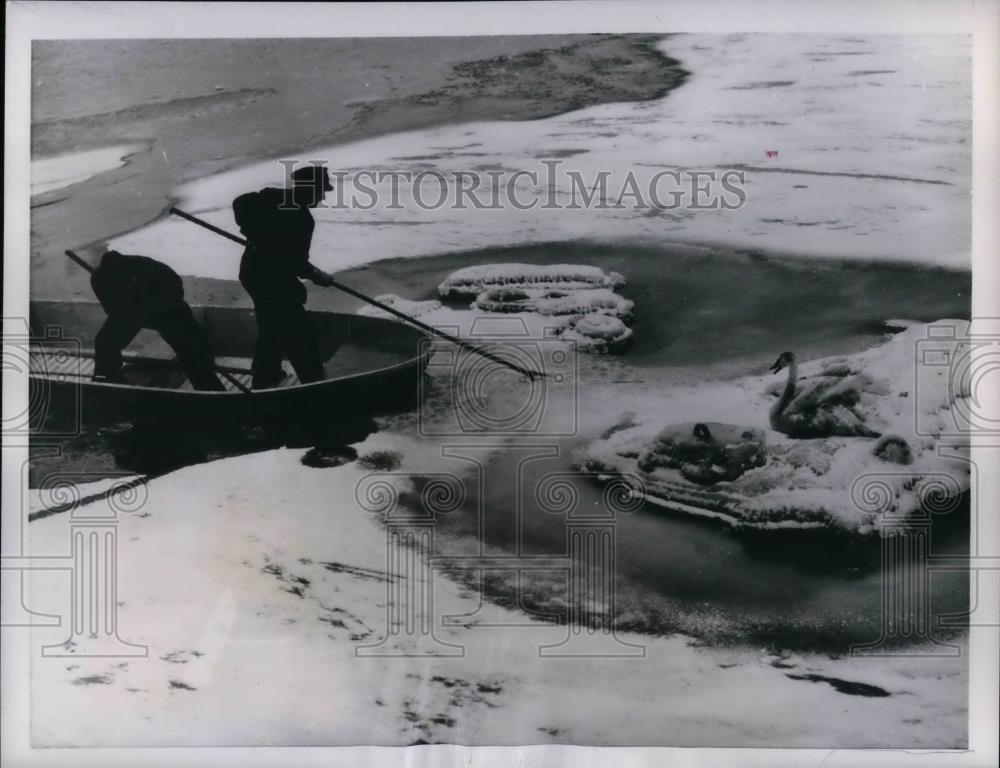 1956 Press Photo Swans being rescued in ice in Stockholm, Sweden - nea30520 - Historic Images