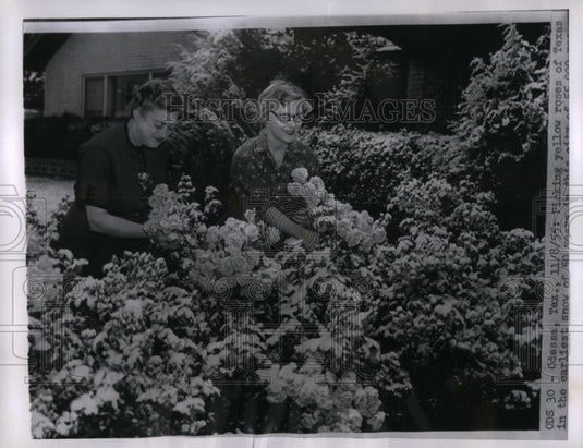 1955 Press Photo Picking Yellow roses in Texas - nea33802 - Historic Images