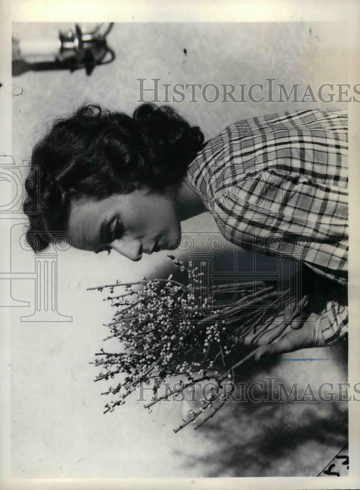 1939 Press Photo Housewife and bayberry plants for decorations - nea33574 - Historic Images