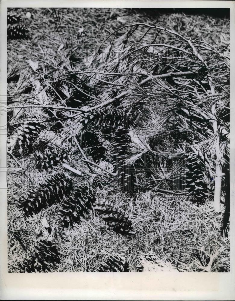 1944 Press Photo Cigarette Tossed Among Pine Cones, Forest Fire Hazard - Historic Images