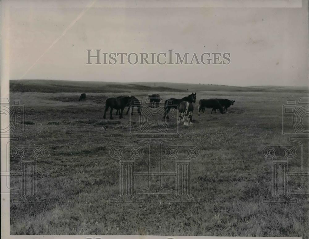 1936 Press Photo Livestock Cows, Horses Grazing Creek Bed North Dakota Drought - Historic Images