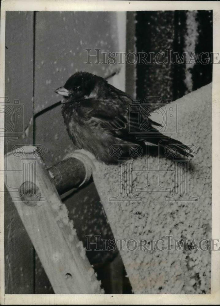 1940 Press Photo Sparrow Takes Refuge From Winter Storm in Omaha - nea30014 - Historic Images
