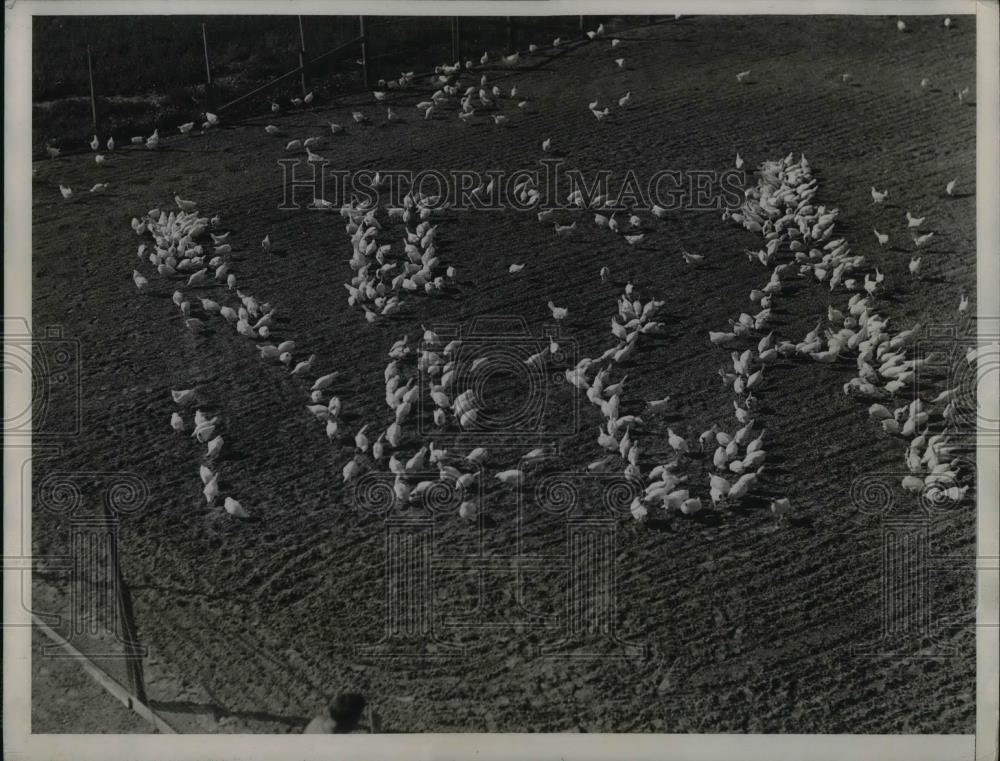 1933 Press Photo Redwood Empire Region Egg production limited to one per day - Historic Images