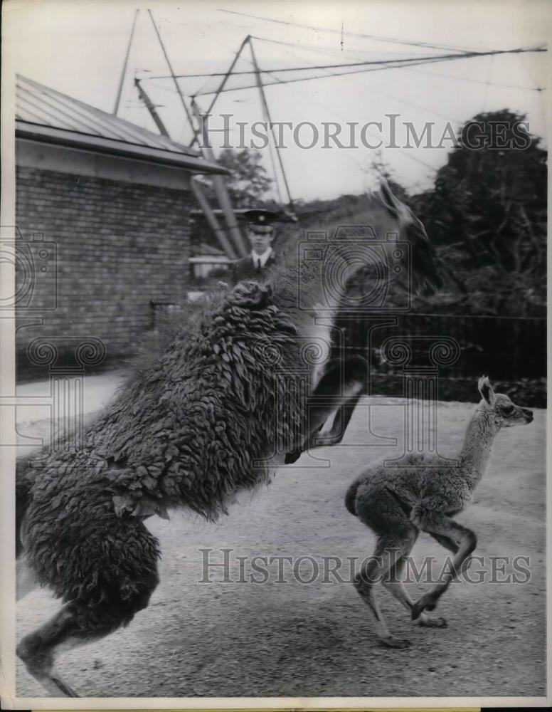 1969 Press Photo Llama Manuel at London Zoo with baby Miguel - nea29845 - Historic Images
